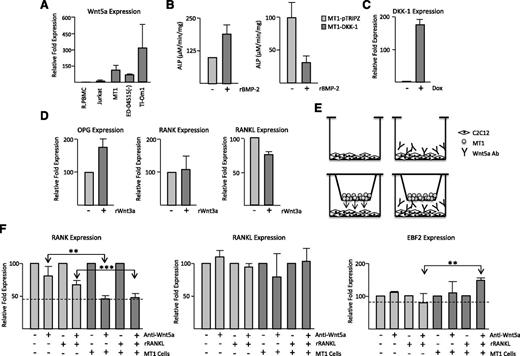 Figure 5. Wnt5a is involved in osteoblast differentiation in ATL cells. (A) Real-time PCR analysis of Wnt5a expression from cDNA derived from ATL cell lines. Samples were normalized to GAPDH expression and the fold change was calculated by comparing values with R.PBMCs’ normalized gene expression. Jurkat expression served as a negative control. (B) C2C12 and doxycycline-treated MT1-DKK1 or MT1-pTRIPZ cells were cultured in 0.4 µM Transwell plates with or without 100 ng/mL rBMP-2. After 5 days, C2C12 cells were lysed and used in alkaline phosphatase assays. ALP activity was measured as the amount of pNP generated in µmol per volume of the sample per reaction time and normalized to protein concentrations. Results are representative of 2 independent experiments. (C) MT1 cells stably expressing DKK-1 were induced with or without 2 µg/mL doxycycline (Dox) for 72 hours. Real-time PCR was performed on cDNA for DKK-1 expression and normalized to GAPDH expression. Results are representative of 2 independent inductions. (D) C2C12 cells were cocultured with MT1-pTRIPZ cells on 0.4 µM Transwell plates. Three hours after culturing, 50 ng/mL rWnt3a was added and cells were grown at subconfluence for an additional 48 hours. RNA was extracted from C2C12 cells and used for real-time PCR analysis. Results are representative of 2 independent experiments. Samples were normalized to GAPDH expression and the fold change was calculated by comparing values with C2C12 cells without rWnt3a-normalized gene expression. (E) Model demonstrating the C2C12 Transwell system used in the study. MT1 cells were seeded in a Transwell insert and C2C12 cells were seeded at subconfluency on the bottom of the plate. Secreted Wnt5a was blocked by the addition of anti-Wnt5a antibody. (F) C2C12 cells were cultured in a Transwell plate with and without MT1-TRIPZ cells and with or without Wnt5a antibody. Three hours after the addition of MT1-pTRIPZ cells and Wnt5a antibody, 30 ng/mL of rRANKL or control was added. Cells were cultured for a further 48 hours, after which RNA was extracted and used for real-time PCR. Results are representative of 2 independent experiments. Samples were normalized to GAPDH expression and the fold change was calculated to control normalized gene expression.