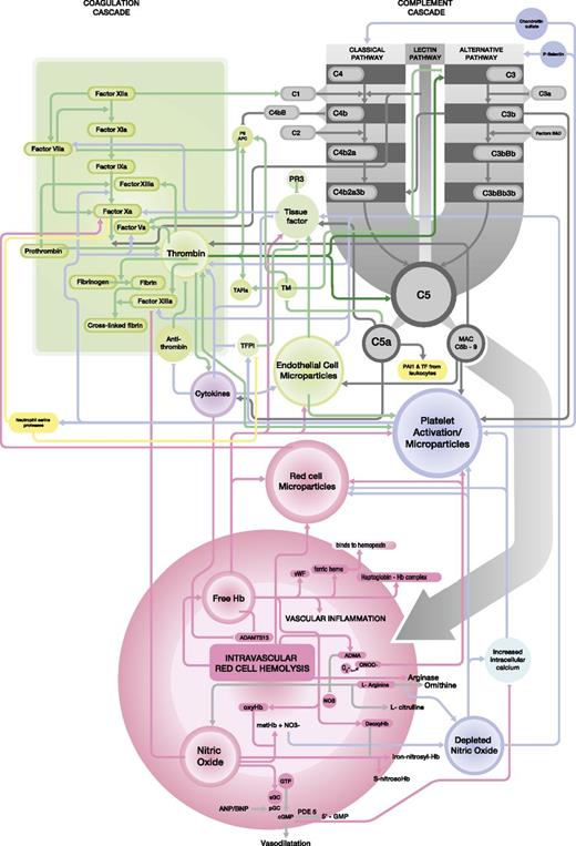 Figure 3. Close integration between the complement cascade (grey) and the coagulation cascade (green). The relationships with red cell hemolysis, platelet activation, endothelial cells, and white blood cells are also demonstrated. Detailed information regarding each interaction is given the text.