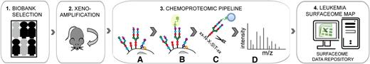 Figure 1. Chemoproteomic workflow for childhood ALL surfaceome mapping. Relevant human samples were selected from the biobank of cryopreserved bone marrow aspirates collected at diagnosis (1) and expanded in immunodeficient mice (2). Subsequently, selective chemical tagging was used to enrich for cell surface–exposed glycoproteins (3). Mild oxidation of glycan residues on the surface of intact cells (A), followed by their biotinylation (B), membrane disruption, and protein digestion, allowed for affinity enrichment of selectively tagged glycopeptides (C). The peptide fraction stripped from glycan residues by enzymatic elution from streptavidin-coated beads was analyzed by mass spectrometry, resulting in protein identification (D). The established leukemia surfaceome data repository includes detailed information on identified cell surface–exposed proteins and respective peptides (4).