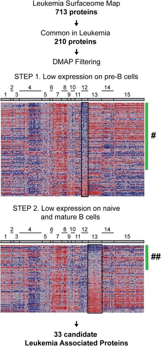 Figure 3. Integrated proteomic and transcriptomic investigation for the identification of new leukemia-associated markers. The leukemia surfaceome data set was reduced to 210 proteins identified in more than half of investigated leukemia cases (at least 11 of 19 cases; 58%) and probed against published gene expression signatures of B cells at different maturation stages in normal hematopoiesis (DMAP). One hundred eighteen genes represented in DMAP corresponding to the proteins of interest were ranked based on average expression in precursor B-cell populations (step 1). Eighty-three genes with average expression below 0 (green bar; #) were further ranked based on average gene expression in the cluster of B cells from later ontogeny stages (step 2) resulting in 33 gene IDs with expression below 0 (green bar; ##). Cell populations and lineages: 1, hematopoietic stem cells; 2, common myeloid progenitors; 3, megakaryocyte/erythroid progenitors; 4, erythroid cells; 5, megakaryocytes; 6, granulocyte/monocyte progenitors; 7, granulocytes; 8, monocytes; 9, eosinophils; 10, basophils; 11, dendritic cells; 12, precursor B cells; 13, naive and mature B cells; 14, natural killer cells; 15, T cells.