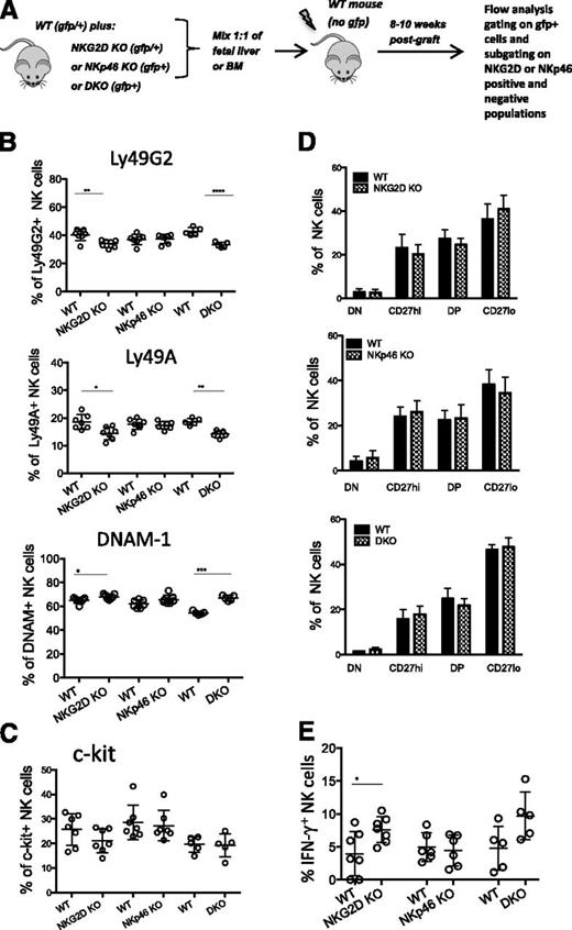 Figure 5. Differences in NK-receptor expression are intrinsic to mutant NK cells. (A) Schematic diagram depicting the experiment. 1:1 mixtures of fetal liver or BM cells, both gfp+, from WT mice and NKG2D-KO, NKp46-KO, or DKO mice were injected (intravenously) into lethally irradiated WT recipients (gfp-negative). FACS analysis was performed 8 to 12 weeks post transplant by gating on gfp+ NK cells. Further gating using NKG2D or NKp46 markers was used to distinguish donor NK cells of WT or mutant origin. (B-C) Percentages of NK cells expressing Ly49G2, Ly49A, DNAM-1, and c-Kit in the spleens of recipient mice reconstituted with WT/NKG2D-KO, WT/NKp46-KO, and WT/DKO precursor cell mixtures. (D) Percentages of CD11b/CD27 subsets of NK cells in recipient mice reconstituted with WT/NKG2D-KO (upper), WT/NKp46-KO (middle), and WT/DKO (lower) precursor cell mixtures. (E) Percentages of IFN-γ responding NK cells from chimeric mice stimulated with anti-NK1.1 in vitro. All data are representative of 3 independent experiments (n = 5-7 mice/genotype)
