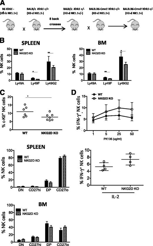 Figure 6. Analysis of NKG2D deficiency in BALB.B6-Cmv1r mice. (A) Schematic diagram depicting the breeding scheme used to generate NKG2D-deficient mice on a BALB.B6-Cmv1r background. C57BL/6 NKG2D KO mice were backcrossed 8 times to BALB/c mice, and the backcrossed Klrk1+/− offspring were then backcrossed once to the congenic BALB.B6-Cmv1r strain that carries B6 donor alleles from the NKC complex before intercrossing to generate BALB.B6-Cmv1r Klrk1−/− and BALB.B6-Cmv1r Klrk1+/+ littermates. (B) Percentages of splenic NK cells expressing Ly49A, Ly49F, and Ly49G2 from BALB.B6-Cmv1r NKG2D-KO and BALB.B6-Cmv1r WT littermates (gated CD3-NK1.1+). Data are mean ± SD and are representative of 2 to 3 independent experiments. (C) Percentages of c-Kit+ NK cells (upper) and CD11b/CD27 NK subsets in the spleen (middle) and BM (lower) of WT and NKG2D-KO mice. (D) Percentages of IFN-γ–producing NK cells cross-linked with ant-NK1.1 (PK136) (upper) or stimulated with IL-2 in vitro (lower). Data are expressed as mean ± SD and are representative of 3 independent experiments.