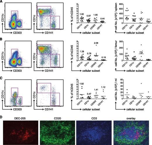 Figure 1. Human DC subsets in huNSG mice. (A) Flow cytometric staining of CD11c−, CD303+ pDCs, or CD1c+ and CD141+ on CD11c+ cDCs of the spleen (left). Samples were pregated as singlet, live cells positive for hCD45 and HLA-DR and negative for lineage, CD14, and CD16. Percentages of those subsets in relation to live, singlet, human CD45+ cells are shown in the middle. The numbers on top of the data points indicate the average percentage of human CD45-positive cells for each analyzed DC subset. Absolute numbers of DC populations are shown on the right. Graphs represent data from mice from 4 independent reconstitutions. Each data point represents one individually analyzed mouse. (B) Same as in panel A for DC subsets of the BM. (C) Same as in panel A for DC subsets of the blood. (D) Immunofluoresence microscopy for DC markers on spleen sections. DEC-205 in red as DC-marker, CD20 in green as B-cell marker, and CD3 in blue as T cell marker.