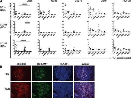 Figure 2. Maturation of human DC subsets upon TLR ligand injection in vivo. (A) Fold up-regulation of CD86, CD83, CD274, CD40, and HLA-DR on CD1c+ cDCs (top), CD303+ pDCs (middle), and CD141+ cDCs (bottom). HuNSG mice were injected intraperitoneally with 50 μg/mouse polyICLC, 20 μg/mouse GLA IDC 1001, 25 μg/mouse protamine/RNA, 20 μg/mouse R848, and 50 μg/mouse CpG ODN 2216 or PBS. At 14 hours after injection, splenocytes were isolated and stained for flow cytometry. Fold up-regulation was calculated from the mean fluorescence intensity (MFI) in relation to the mean of the corresponding PBS samples. The graph represents composite data from 5 independent experiments. Each data point represents one individually analyzed mouse. Statistical analysis was performed with the Mann-Whitney U test. (B) Immunohistochemistry for DC markers on spleen sections. HuNSG mice were injected with PBS (top) or with polyICLC (bottom) and euthanized after 14 hours. DEC-205 serves as a DC marker and DC-LAMP and HLA-DR as DC maturation markers.