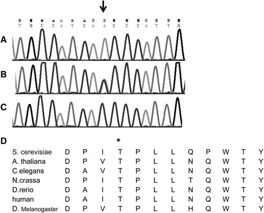 Figure 2. The Thr224Asn mutation in the VPS45 gene. Shown is the DNA sequence of part of exon 7 of the human VPS45 gene in (A) a patient, (B) an obligate heterozygote, and (C) a healthy control. The mutation is shown by the arrow. (D) The conservation of the human Thr224 residue (asterisk) throughout evolution is shown.