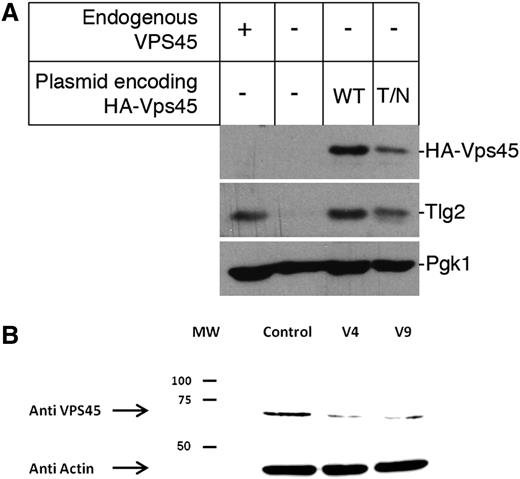 Figure 3. Decreased cellular levels of Vps45. (A) Mutation Thr238Asn in yeast Vps45 (equivalent to Thr224Asn in the human protein) results in lower cellular levels of Vps45 and Tlg2. Western blot analysis was used to assess cellular levels of Tlg2 in cells containing (+) or lacking (−) endogenous VPS45. In addition, levels of HA-tagged versions of either wild-type (WT) Vps45 or Vps45T238N (T/N) and Tlg2 were assessed in cells lacking endogenous VPS45 but harboring plasmids pCOG070 (encoding WT Vps45) or pMC007 (encoding Vps45T238N). Levels of Pgk1 were assessed as a loading control in all cases. A representative blot of 3 independent experiments is shown. (B) Western blot of the Vps45 protein is shown. Vps45 was detected by rabbit polyclonal anti-VPS45 antiserum and anti-rabbit IgG horseradish peroxidase followed by an enhanced chemiluminescence reaction. Actin, as a housekeeping gene, is shown at the bottom. Shown are lymphoblasts from 2 patients and from a normal control. MW, molecular weight; HA, human influenza hemagglutinin epitope tag.