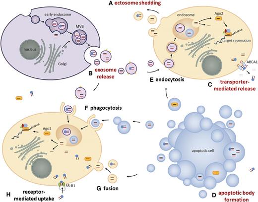 Figure 1. Long-distance intercellular miRNA transfer. In addition to short-distance miRNA exchange, for example, via gap junctions or during immunological synapse formation,21,22 miRNAs can also be released by cells either into extracellular vesicles or complexed to proteins for long-distance communication. These packaged, mature miRNAs and pre-miRNAs are protected from extracellular ribonuclease activity and can be taken up by recipient cells, where they influence cellular processes. (A) During “plasma membrane budding,” ectosomes containing cytoplasmic components like miRNAs are released into the extracellular surrounding. (B) The fusion of exocytic multivesicular bodies (MVBs) with the plasma membrane releases miRNA-containing intraluminal vesicles called exosomes. When derived from healthy cells, exosomes reach a diameter of 60 to 90 nm. Exosomes released by cancer cells were reported to differ in size or to display metastasis-associated surface markers.29,30 (C) The ABCA1 transporter mediates the release of HDL-complexed miRNAs.19 (D) Apoptotic bodies are released from a cell that undergoes apoptosis. These large vesicles contain fragmented DNA and cytoplasmic components including miRNAs. General mechanisms of vesicle uptake in recipient cells involve (E) endocytosis, (F) phagocytosis, and (G) fusion with the plasma membrane. The uptake of HDL-complexed miRNAs in recipient cells is mediated by (H) SR-B1 receptors.19 Release and uptake mechanisms of extravesicular AGO- or NPM-1–complexed miRNAs are not described yet.