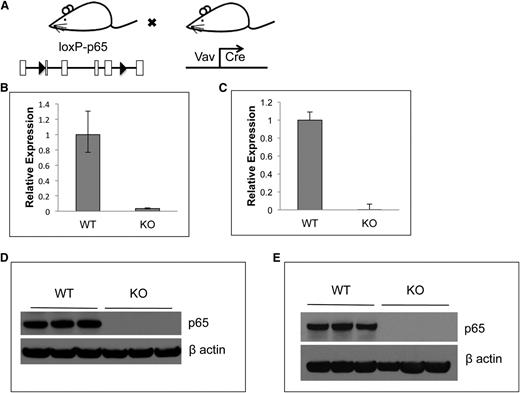 Figure 1. Characterization of p65 hematopoietic null mice. (A) Breeding scheme for the generation of p65hem−/− mice. p65 expression in (B) whole bone marrow cells or (C) HSCs (lineage-Flk2−Sca-1+c-kit+ fraction) of p65hem−/− or VCre+ (wild-type) mice was analyzed by quantitative reverse transcriptase-polymerase chain reaction. (D) Whole bone marrow or (E) whole splenocytes from p65hem−/− or wild-type mice were analyzed for p65 protein expression.