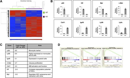 Figure 6. p65 is an important regulator of gene expression in HSPCs. (A) RNA from sorted LSKF cells of individual wild-type or p65hem−/− mice was used for microarray analysis. A heat map indicating changes of ≥1.5-fold with P ≤ .01 includes 689 genes. (B) Changes in gene expression were confirmed by quantitative reverse transcriptase-polymerase chain reaction. Data are representative of 3 separate experiments. (C) A representative table of relevant changes in gene expression. (D) The gene expression profile of p65−/− HSCs was compared with those of (top) long-term HSCs, (middle) late hematopoietic progenitors, and (bottom) dividing hematopoietic cells by Gene Set Enrichment Analysis using curated gene lists.