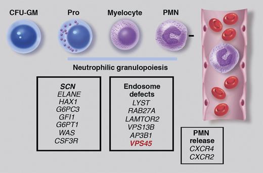 Genetic causes of congenital neutropenia. Neutrophilic granulopoiesis occurs primarily in the bone marrow through the stepwise maturation of myeloid progenitors (eg, colony-forming unit–granulocyte, monocyte, or CFU-GM) to promyelocytes (pro), myelocytes, and finally mature neutrophils (PMNs). PMNs are then released into the blood in a regulated fashion. Gene mutations associated with SCN are shown in the left panel. These mutations are typically associated with isolated severe neutropenia and a block in granulocytic differentiation. In contrast, mutations of CXCR4 and CXCR2 cause neutropenia by inhibiting neutrophil release from the bone marrow. Stepensky et al describe a new syndrome characterized by neutropenia, myelofibrosis, and impaired protein trafficking to endosomes that is due to VPS45 mutations. Mutations of VPS45 can be added to the list of gene mutations that affect protein trafficking to endosomes and are associated with congenital neutropenia (middle panel). Professional illustration by Marie Dauenheimer.