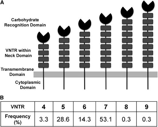 Figure 1. The Structure of CLEC4M and the distribution of CLEC4M VNTR alleles in individuals with type 1 VWD and their families. (A) CLEC4M is organized into 4 domains: an N-terminal cytoplasmic domain, a neck region, and a CRD. The neck region is highly polymorphic, containing VNTR of a highly conserved 23-amino-acid sequence, with a range of 4 to 9 repeats. (B) The distribution of the CLEC4M VNTR alleles as seen in 491 participants with type 1 VWD and their family members is shown.