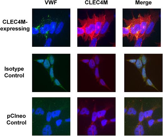 Figure 3. Colocalization of VWF with CLEC4M. To verify that VWF binding colocalized with CLEC4M expression on the cell surface, CLEC4M-expressing cells were incubated with Humate-P (2 U/mL VWF) for 30 minutes, fixed, and labeled for CLEC4M (red), VWF (green), and DAPI (blue). Colocalization of VWF with CLEC4M is observed in yellow (merge). Images are representative of 3 to 4 separate experiments.