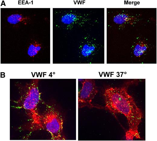 Figure 4. Internalization of VWF by CLEC4M-expressing cells. (A) Internalization of VWF by CLEC4M-expressing cells was confirmed by demonstrating colocalization of VWF (green) and early endosomal antigen 1 (red). Blue represents the DAPI nuclear counterstain. (B) Incubation of CLEC4M-expressing cells (red) at 4°C maintained VWF (green) at the cell surface, whereas incubation at 37°C facilitated internalization of VWF.