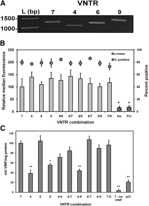 Figure 6. Contribution of CLEC4M tandem neck region polymorphisms to VWF binding and internalization. (A) CLEC4M variable tandem repeat constructs (4, 6, and 9) were created. (B) A total of 293 cells were transiently transfected with constructs singly or in combinations, and CLEC4M expression was verified with flow cytometry. (C) Duplicate transfection conditions were exposed to VWF (1 U/mL) for 24 hours. Cells were washed and lysed, and levels of VWF in the cell lysate were quantified by ELISA. N = 6 to 8 independent experiments; ± SE, *P < .05; **P < .001.