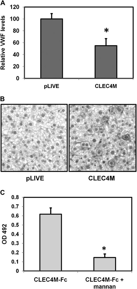Figure 7. Hepatic expression of CLEC4M is associated with decreased plasma levels of VWF. (A) Plasma levels of VWF in mice expressing CLEC4M in >10% hepatocytes (N = 16). (B) Confirmation of CLEC4M expression by immunohistochemistry studies. (C) CLEC4M-Fc binds recombinant murine VWF in a glycan-dependent manner. ± SE, *P < .05.