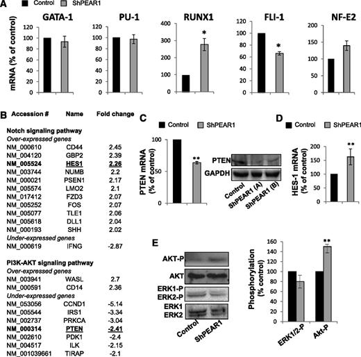 Figure 3. Transcriptional regulation and PI3K-Akt/Notch pathways after PEAR1 knockdown. (A) Proportional mRNA expression of the indicated transcription factors on day 11 in CD34+ cells transduced with control or LV_miR_PEAR1_1461 vectors vs GAPDH. (B) List of genes involved in the Notch and PI3K/Akt pathways under- or overexpressed in RT2 profiler analysis in the shPEAR1 knockdown, expressed in fold change. (C) qRT-PCR for PTEN mRNA in CD34+ cells 10 days after transduction with control and LV_miR_PEAR1_1461, relative to GAPDH; western blot for PTEN at day 10 after transduction with control and LV_miR_PEAR1_2938, relative to GAPDH in 2 separate analyses (A-B). (D) qRT-PCR for HES1 mRNA in CD34+ cells at day 10 after transduction with control and LV_miR_PEAR1_1461, relative to GAPDH. (E) Western blots for AKT-P, Akt, ERK1/2-P, and ERK1/2 in control and LV_miR_PEAR1_1461 treated CD34+ cells at day 10. Phosphorylation was quantified with ImageJ and is shown in the right histogram.