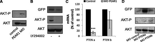 Figure 6. Pear1 controls Ptena, a regulator of thrombocyte production. (A) Western blot of Akt-P (Ser473) at 3 days postfertilization (dpf) in zebrafish after injection of control or PEAR1 MO. (B) Western blot for GFP and Akt-P in whole fish after treatment with LY294002 or DMSO, added at 30 hpf and analyzed at 3 dpf, with Akt as a loading control. (C) mRNA expression of Ptena and Ptenb by qRT-PCR 3 dpf after injection of control or PEAR1 MO, expressed as percentage of control (n = 3). (D) Western blot analysis of GFP, Akt-P, and Akt after injection of PTENa or PTENb MO 3 dpf after injection.