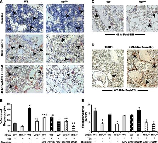 Figure 1. Megakaryocyte migration to the endosteal niche is induced by TBI and inhibited by c-MPL deficiency and CD41 blockade. (A) Immunostaining of metaphyseal bone (BO) and BM sections (20×) for CD41-expressing (red) megakaryocytes (black arrowheads) from WT (left column) and mpl−/− mice (right column) at baseline (top) and at 48 hours post-TBI in the presence (bottom) or absence (middle) of CD41 blockade. (B) Percentage of endosteal megakaryocytes (mean ± SEM) at baseline (no TBI) or 48 hours after TBI in WT and mpl−/− mice receiving TBI only, anti-c-MPL–blocking antibody (MPL), CXCR4 blockade with AMD3100 (CXCR4), or anti-CD41–blocking antibody (CD41) (n ≥4 mice per group). *P < .05 vs unirradiated group within same strain, +P < .01 vs WT mice receiving TBI only in other TBI-treated groups, ‡P < .05 vs mpl−/− mice receiving TBI only in groups with specific receptor blockade (comparisons performed by 1-way ANOVA and Dunnett posttest analysis). (C) Immunostaining (20×) for BrdU incorporation (black) in CD41-expressing (red) megakaryocytes (arrowheads) in WT vs mpl−/− BM 48 hours after TBI. (D) At 48 hours post-TBI in WT BM (left), few BM cells remain, and none with the morphologic appearance of megakaryocytes display TUNEL+ (brown stain, black arrow) apoptosis, compared with a ligase-treated positive control serial section (right), with megakaryocytes (arrowheads) present in each section (20×). (E) Total megakaryocyte number per HPF (20×) in the same groups as in (B). +P < .01 vs baseline WT or WT TBI-only group (comparisons performed by 1-way ANOVA and Dunnett posttest analysis).