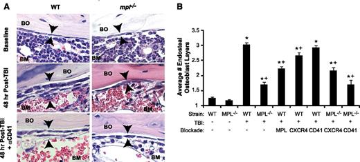 Figure 2. Blockade of TBI-induced c-MPL–dependent megakaryocyte endosteal migration abrogates niche osteoblast expansion post-TBI. (A) H&E sections (63×) of WT (left panels) and mpl−/− (right panels) metaphyseal bone (BO) and BM at baseline (top) and 48 hours post-TBI in the presence (bottom) or absence (middle) of CD41 blockade, demonstrating a single layer of endosteal osteoblasts at baseline followed by proliferation and expansion of endosteal osteoblasts in WT BM 48 hours post-TBI that is markedly attenuated by c-MPL deficiency, but not CD41 blockade. (B) Quantitative scoring analysis of osteoblast layer number (mean ± SEM) at baseline in WT and mpl−/− mice (n = 5 mice each); in WT mice receiving TBI only (n = 19), or blockade of c-MPL (n = 10), CXCR4, or CD41 (n = 5 each); and in mpl−/− mice receiving TBI only (n = 19) or TBI plus blockade of CXCR4 or CD41 (n = 5 each). *P < .01 vs unirradiated group within same strain, +P < .05 vs WT mice receiving TBI only in TBI-treated groups (comparisons performed by 1-way ANOVA and Dunnett posttest analysis).