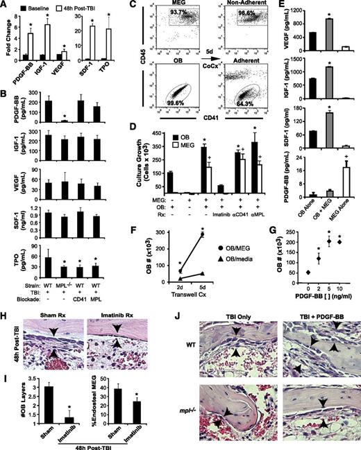 Figure 3. Megakaryocytes drive osteoblast expansion through PDGF-BB expression. (A) BM levels of PDGF-BB, IGF-1, VEGF, SDF-1, and TPO by ELISA (mean ± SD) at baseline and at 48 hours post-TBI in WT mice. *P < .001 vs baseline. (B) Levels of BM PDGF-BB, IGF-1, VEGF, SDF-1, and levels in WT vs mpl−/− mice with or without CD41 or c-MPL antibody blockade (n = 5 per group) at 48 hours post-TBI. *P < .05 vs WT TBI-only group. (C) Representative dot plots showing purity of isolated, ex vivo–expanded megakaryocytes (MEG) and primary osteoblasts (OB) before coculture (left), together with nonadherent (top right) MEG and adherent (bottom right) OB fractions after 5 days of coculture. (D) Five-day growth/survival of MEG and OB cultured separately or in combination (OB+MEG), with or without imatinib (5 μm), anti-CD41 antibody, or anti-c-MPL antibody (n = 3 each; mean ± SD). *P < .01 vs OB cultured alone, +P < .001 vs MEG cultured alone. (E) VEGF, IGF-1, SDF-1, and PDGF-BB supernatant concentrations (mean ± SD, n = 3 each) from 5-day cultures of OB, MEG, or cocultured OB + MEG. *P < .001 vs OB or MEG alone, +P < .001 vs OB alone or OB + MEG. (F) OB growth in 2- and 5-day OB cultures in which either MEG or medium alone was added to cultures across a 0.4-µM transwell membrane (n = 3 each). *P < .002 vs OB cultured with medium alone. (G) Five-day cultures of OB cultured with media alone or with increasing concentrations (2-10 ng/mL) of recombinant PDGF-BB (n = 3 each). *P < .01 vs cultures without PDGF-BB. (H) H&E-stained sections (40×) of BM at 48 hours post-TBI, demonstrating abrogation of OB expansion (arrowheads) caused by imatinib (right) vs sham (left) treatment. (I) Quantitative analysis of average OB layers (left) and percentage of endosteal MEG (right) at 48 hours post-TBI in imatinib vs sham-treated WT mice (n = 5 mice per group). *P < .005 vs sham-treated mice. (J) 40× photomicrographs of H&E-stained metaphyseal BM sections at 48 hours post-TBI in WT and mpl−/− mice demonstrating that treatment with PDGF-BB enhances 48-hour post-TBI endosteal OB proliferation (black arrows) in both WT and mpl−/− BM.