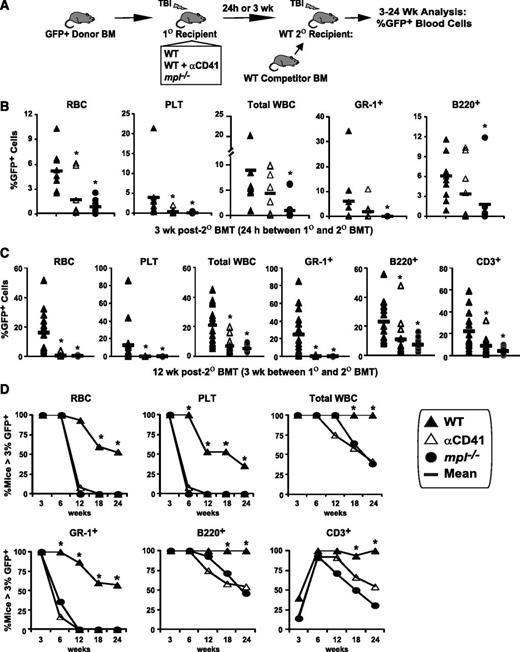 Figure 5. LT-HSC engraftment after BMT is severely impaired by blockade of host megakaryocytes. (A) GFP+ donor engraftment in competitive secondary (2°) transplant (BMT) assays in which GFP+ donor BM was transplanted (5 × 106 BM cells) into post-TBI WT, anti-CD41–treated WT, and mpl−/− primary (1°) recipients. (B) In the initial assay, BM was harvested 24 hours after 1° BMT and transplanted with 2 × 105 WT competitor BM cells into post-TBI WT 2° recipients. GFP+ peripheral RBC, platelet, total WBC, myeloid (GR-1+), and B-cell (B220+) engraftment at 3 weeks after 2° BMT is shown. *P < .05 vs 2° recipients receiving WT 1° recipient BM. (C) Separate competitive transplant assay showing GFP+ peripheral RBC, platelet, total WBC, myeloid, B-cell, and T-cell (CD3+) engraftment at 12 weeks after competitive 2° BMT with 105 WT competitor BM cells, and either WT, WT + αCD41, or mpl−/− 1° recipient BM, harvested 3 weeks after 1° recipient BMT with 2 × 105 GFP+ donor BM cells. *P < .05 vs 2° recipients receiving WT 1° recipient cells. (D) Percentage of competitively transplanted 2° recipients receiving WT, WT + αCD41, or mpl−/− 1° recipients cells 3 weeks after 1° BMT demonstrating >3% GFP+ cells in specified lineage from 3 to 24 weeks after 2° BMT. *P < .05 vs percentage of 2° recipients of anti-CD41–treated or mpl−/− 1° recipient BM.