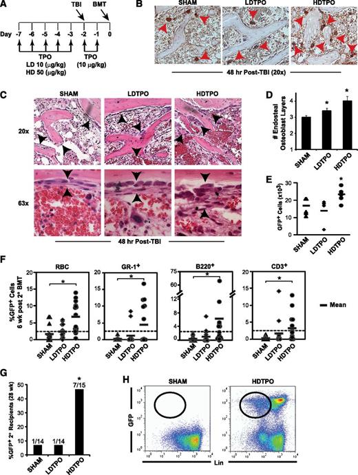 Figure 6. TPO administration before BMT enhances megakaryocyte-mediated expansion of niche osteoblasts and HSC engraftment. (A) Schedule of TPO administration. (B) Immunostained (CD41) sections (20×) comparing 48-hour post-TBI BM endosteal megakaryocytes (red arrowheads) after high-dose TPO (HDTPO, 50 µg/kg), low-dose TPO (LDTPO, 10 µg/kg), or sham treatment. (C) BM sections (20× top, 63× bottom) at 48 hours post-TBI showing increased endosteal osteoblast expansion (black arrowheads) after HDTPO treatment vs LDTPO- or sham-treated mice. (D) Quantitative assessment of 48-hour post-TBI osteoblast layers (mean ± SD) in sham-, LDTPO-, and HDTPO-treated WT mice (n ≥5 mice per group). *P < .005 vs sham-treated group. (E) Absolute BM GFP+ engraftment at 24 hours post-BMT (5 × 106 cells) in post-TBI 1° recipients receiving sham, LDTPO, or HDTPO treatment (n = 5 per group). *P < .05 vs sham-treated group. (F) Secondary (2°) recipient GFP+ peripheral RBC, myeloid (GR-1+), B-cell (B220+), and T-cell (CD3+) engraftment at 6 weeks after 2° BMT with 2 × 105 WT competitor BM cells and either sham-, LDTPO-, or HDTPO-treated primary (1°) recipient BM at 24 hours after 1° recipient BMT. *P < .02 vs 2° recipients of sham-treated 1° recipient BM. (G) Percentage of 2° recipients of sham, LDTPO, or HDTPO 1° recipient BM with GFP+ BM engraftment (>0.25% each) in myeloid, B-cell, T-cell, and Lin- BM populations at 28 weeks after 2° BMT. *P < .05 vs 2° recipients of sham-treated 1° recipient BM. (H) Representative dot plots of GFP vs Lin in BM at 28 weeks after 2° BMT in recipients of sham- vs HDTPO-treated 1° recipient BM.