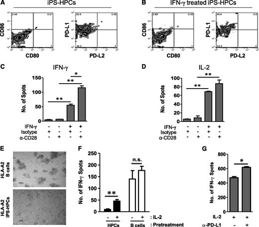 Figure 5. iPS-HPCs induce CD8 T-cell anergy due to poor MHC-I expression and lack of costimulatory molecules. (A) iPS-HPCs do not express the costimulatory molecules CD80 or CD86, respectively, as determined by flow cytometry, suggesting their inability to present antigen to T cells. Furthermore, iPS-HPCs express the T-cell inhibitory ligand PD-L1 but not PD-L2. (B) Expression levels of costimulatory molecules were unchanged following treatment with IFN-γ. (C) IFN-γ secretion by isotype control–treated CTLs cocultured with IFN-γ–pretreated iPS-HPCs was increased by 50-fold compared with isotype control or after treatment with an anti-CD28 antibody. IFN-γ served to upregulate the expression of MHC-I. However, anti-CD28 antibody–treated CTLs cocultured with IFN-γ–pretreated iPS-HPCs secreted 120 times more IFN-γ compared with isotype control or anti-CD28 antibody–treated CTLs cultured with untreated HPCs (mean ± SD). **P < .01; *P < .05. This result showed that delivery of costimulation through the anti-CD28 antibody rescued the stimulatory capacity of HPCs. (D) Anti-CD28 antibody–treated CTLs cocultured with IFN-γ–pretreated HPCs highly release IL-2 compared with isotype controls or anti-CD28 antibody–treated CTLs cocultured with untreated iPS-HPCs (mean ± SD). **P < .01; *P < .05. (E) Alloreactive T cells stimulated with iPS-HPCs did not appear to be stimulated, as their growth remained slow and in single-cell suspension. However, T cells stimulated with immortalized B cells formed clusters as a sign of stimulation. (F) T cells restimulated with iPS-HPCs failed to respond to stimulation with immortalized B cells in the absence of IL-2 as determined by IFN-γ secretion. After addition of IL-2, T-cell proliferation recovered suggesting that IL-2 stimulation reactivated anergic T cells (mean ± SD). **P < .01. In contrast, T cells stimulated with immortalized B cells in the first and second stimulations did not show significantly increased secretion of IFN-γ in the presence of IL-2. Thus, iPS-HPCs induce T-cell anergy that was rescued by IL-2. (G) iPS-HPCs were pretreated with a PD-L1–blocking antibody or isotype control antibody and then cocultured with CTLs for 3 days. The CTLs were then plated into an IFN-γ ELISPOT plate with irradiated M23 cells and treated with recombinant IL-2. IFN-γ production by IL-2–treated CTLs cocultured with iPS-HPCs pretreated with the PD-L1–blocking antibody was significantly higher than that of IL-2–treated CTLs cocultured with untreated iPS-HPCs (mean ± SD). *P < .05. This experiment definitively suggests that PD-L1 has a role in the induction of T-cell anergy by iPS-HPCs. These experiments were repeated 3 times.