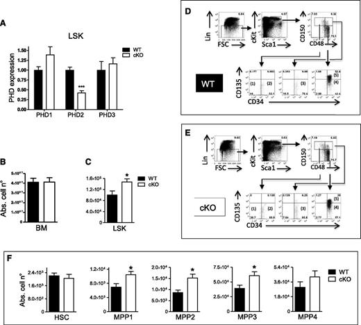 Figure 1. Loss of PHD2 in LSK cells leads to MPP self-renewal under steady-state conditions. (A) LSK cells were isolated from WT and CD68:cre-PHD2f/f (cKO) mice and tested for the presence of PHD1, PHD2, and PHD3 mRNA (n = 4-7). (B-C) Absolute cell number of (B) total BM and (C) LSK cells in the BM of WT and cKO littermates (n = 6). (D-E) Using 7-color flow cytometry, LSK BM can be subdivided into 5 populations based on differential expression of CD34, CD150, CD48, and CD135. The CD150+48−135− subset can be divided into (1) CD34− (HSC) and (2) CD34+ (MPP1) subsets. The CD150+48+ subset is almost exclusively (3) CD34+CD135− (MPP2), and the CD150−CD48+ subset can be divided into (4) CD135− (MPP3) and (5) CD135+ (MPP4) subsets. Percentages on FACS histograms are from a typical WT and cKO mouse. (F) The absolute numbers of the 5 LSK subsets (HSC/MPPs) in the BM of WT mice and their cKO littermates (n = 6). All data are mean ± SEM. *P < .05; ***P < .005. Abs. cell n°, absolute cell number.