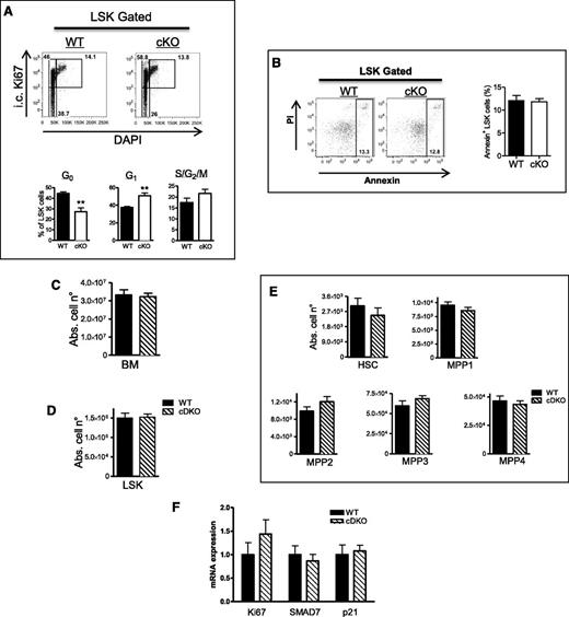Figure 2. Stabilization of HIF1α induces proliferation of PHD2-deficient LSK cells. (A) Cell-cycle analysis of LSK cells from WT and cKO BM. The lower gate (Ki67−ve) contains cells in the G0 phase of the cell cycle, the top left represents cells in the G1 phase, and the top right represents cells in S/G2/M phases. cKO mice show less quiescent (G0) LSK cells under steady-state conditions compared with their WT littermates (n = 4). (B) Annexin+ apoptotic cells in WT and cKO LSK cells. (C-E) The absolute numbers of (C) BM and (D) LSK cells in WT mice and their cDKO (CD68:cre-PHD2/HIF1αff/ff) littermates, (E) subsequently subdivided in the 5 HSC/MPP subsets. No difference was detected in BM, LSK, or any of the subsets (n = 7-8). (F) Expression profile (qRT-PCR) of different genes in LSK cells of WT and cDKO mice (n = 3-4). All data are mean ± SEM. **P < .01. Abs. cell n°, absolute cell number; i.c., intracellular.