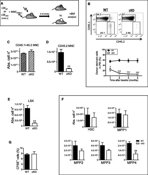Figure 3. PHD2-deficient hematopoietic progenitors are outcompeted by WT littermate cells. (A) Schematic overview of the competitive BM transplantation model in lethally irradiated CD45.1 recipient mice. All mice were bled every 4 weeks and PB chimerism was measured via FACS. Final analysis on BM cells was performed 16 weeks after injection. (B) Representative FACS plots showing PB chimerism 16 weeks after transplantation. Graphical illustration at the indicated times after BM transfer representing the percentage of donor-derived CD45.2 cells (WT or cKO) (n = 5). (C-D) The absolute number of CD45.2 WT and cKO BM cells (C) with or (D) without CD45.1 WT competitor BM cells, 16 weeks after BM transfer (n = 5). (E-F) The absolute number of WT and cKO in the (E) LSK compartment and (F) subdivided in the 5 HSC/MPP (n = 5). (G) Homing of CFSE-labeled Lin− cells to BM from WT or cKO mice 20 hours after transfer (n = 5). Abs. cell n°, absolute cell number.