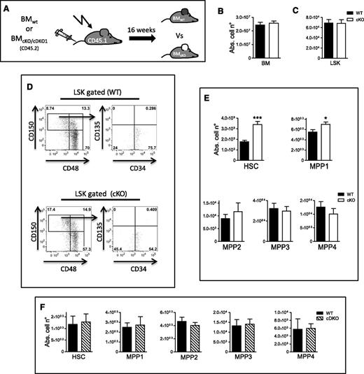 Figure 4. HIF1α induces self-renewal of PHD2-deficient HSCs/MPP1 during transplantation stress. (A) Schematic overview of the whole-BM–transplantation mouse model in lethally irradiated CD45.1 recipient mice. Analysis was performed 16 weeks after intravenous injection of BM cells. (B-C) The absolute number of WT and cKO (B) total BM and (C) LSK cells in recipient mice. Representative FACS plots (D) from a WT or cKO BM recipient with the latter (E) showing significantly more cells in HSC/MPP1 compartment (n = 5). (F) The absolute number of WT and cDKO1 total BM LSK cells in recipient mice subsequently subdivided in the 5 HSC/MPP subsets showing no significant difference in any of the investigated compartments (n = 5-7). Abs. cell n°, absolute cell number.