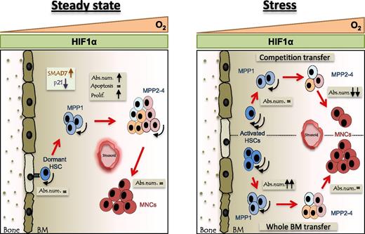 Figure 5. Schematic overview of the stem cell compartment in the bone of cKO mice during steady-state and severe stress. Oxygen levels decrease from sinusoids toward the endosteum (O2 triangle). In cKO mice, hematopoietic cells lack PHD2 and will, irrespective of the oxygen gradient, contain constant levels of HIF1α (HIF1α rectangle). Arc arrow indicates self-renewal capacity. Left: Under steady-state conditions, the absolute number of the PHD2-deficient MPPs is increased due to the sustained HIF1α activity and consequent inhibition of the TGFβ pathway. Right: Under severe stress, induced by irradiation and transplantation of BM or LSK cells, HSCs deficient for PHD2 exhibit enhanced self-renewal. However, PHD2-deficient precursors with a reduced self-renewal capacity (eg, MPP4) were outcompeted by the WT cells and therefore showed decreased chimerism. Abs. num., absolute number; Prolif., proliferation.