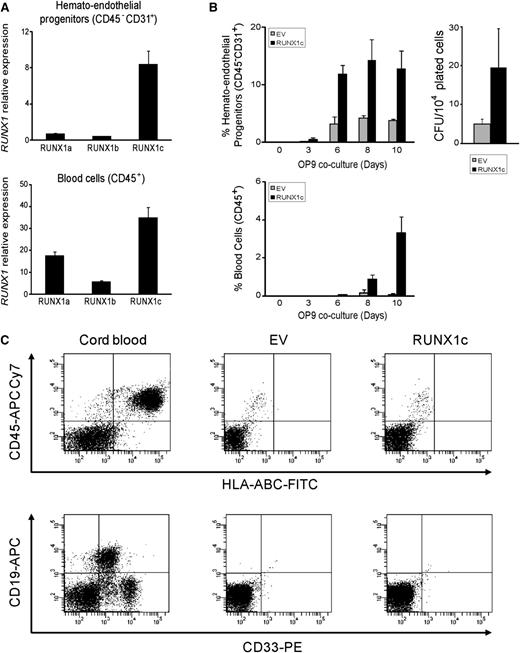 Figure 1. RUNX1c isoform accelerates and enhances hematopoietic commitment of hESC. (A) Quantitative reverse-transcriptase polymerase chain reaction analysis of the 3 main RUNX1 isoforms in the H9 hESC cell line shows that RUNX1c is the isoform almost exclusively expressed in CD31+CD45– hemato-endothelial progenitors, and is expressed at higher levels in CD45+ hematopoietic cells. Relative expression is shown normalized to undifferentiated hESCs. (B) Kinetics of hematopoietic specification from H9 hESCs transduced with the empty vector (EV) or RUNX1c-expressing vector (RUNX1c). RUNX1c accelerates and enhances hematopoietic development of hESCs. (C) Between 1 × 105 and 2.5 × 105 hESC-derived EV or RUNX1c hematopoietic derivatives were transplanted intrahepatically into newborn immunodeficient SCID–IL2Rgamma(null) mice.14 RUNX1c-hESC hematopoietic derivatives fail to engraft in vivo. FACS analysis was performed 7 to 8 weeks after transplantation (n = 12). Cord blood–CD34+ cells were transplanted as a positive control. APC, allophycocyanin; CFU, colony-forming units; FITC, fluorescein isothiocyanate; PE, Phycoerythrin.