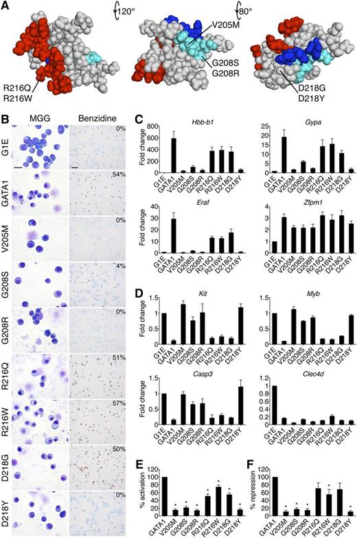 Figure 1. Impairment of erythroid differentiation by GATA1 mutations. (A) Space-filling model of the GATA1 NF from PDB code 1Y0J with DNA-binding residues in red (based on PDB code 1GAT), FOG1-binding residues in cyan, and LMO2-interacting residues in blue. The locations of disease-associated mutations are noted. The middle structure has been rotated 120 degrees around a horizontal axis from the leftmost model, and the rightmost structure is rotated a further 80 degrees. (B) MGG and benzidine staining of G1E cells expressing wild-type or mutant GATA1 after 72 hours of E2 treatment. The percentage of hemoglobin-positive cells is indicated in the upper right corner of each benzidine panel. Scale bars, 20 μm (left panels) and 50 μm (right panels). (C-D) Expression of (C) GATA1-activated and (D) GATA1-repressed genes after 24 hours of E2 treatment as determined by RT-qPCR, normalized to β-actin and plotted as fold change from uninfected samples. (E-F) Average transcriptional profiles after 24 hours of E2 treatment of all activated (E, n = 24) and repressed (F, n = 6) genes examined. Note that the reduction in transcriptional repression by R216Q and D218G is not statistically significant. *P < .05. All error bars denote SEM (n = 3) unless otherwise noted. MGG, May-Grünwald-Giemsa; PDB, Protein Data Bank.