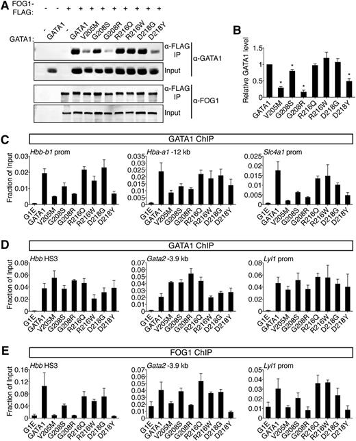Figure 3. Comparative analysis of GATA1 mutations on FOG1 binding. (A) Wild-type or mutant GATA1 was coexpressed with FLAG-tagged FOG1 in HEK-293 cells and analyzed by anti-FLAG IP followed by anti-GATA1 or anti-FOG1 western blotting. Input represents 5% of lysate. (B) Quantification of western blot signals. (C-D) Anti-GATA1 ChIP in G1E cells expressing indicated GATA1 versions after 24 hours of E2 treatment. (C) FOG1-dependent binding sites and (D) FOG1-independent binding sites that contain single (Hbb HS3, Gata2 -3.9 kb) or palindromic (Lyl1 prom) motifs and regulate activated (Hbb) or repressed (Gata2, Lyl1) genes. (E) Anti-FOG1 ChIP at FOG1-independent GATA1 binding sites. *P < .05. All error bars denote SEM (n = 3).