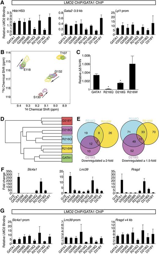 Figure 5. R216Q and D218G mutations disrupt LMO2 binding and produce unique transcriptional signatures. (A) Anti-GATA1 and anti-LMO2 ChIP in G1E cells expressing wild-type or mutant GATA1 after 24 hours of E2 treatment using primers as in Figure 3D and E. LMO2 ChIP signals were normalized to GATA1 ChIP signals at each site. Error bars denote SEM (n = 3). (B) A portion of the 15N-HSQC spectra of 15N-LMO2LIM2-Ldb1LID (red peaks) following addition of 1 equivalent of either GATA1 NF (green), R216Q (cyan), R216W (gold), or D218G (purple). R216W caused peak shifts similar to those induced by wild type, while D218G induced qualitatively similar shifts that were smaller in magnitude, and R216Q did not result in significant shifts to any peaks. (C) Relative weighted average change in chemical shift position of resonances from LMO2LIM2-Ldb1LID (B) following addition of wild-type or mutant GATA1 NF. Shown are the average shifts (±SD) of 3 separate resonances for each series of titrations. *P < .05. (D) Unsupervised hierarchical clustering of G1E cells expressing wild-type or mutant GATA1 based on expression profiling with microarrays. One D218G replicate is indistinguishable from the R216Q replicates. (E) Venn diagrams of direct GATA1-activated target genes significantly downregulated when compared with wild-type GATA1. (F) Expression of GATA1-regulated genes highly sensitive to TAL1 complex disruption was validated by RT-qPCR, normalized to β-actin, and plotted as fold change from uninfected samples. Error bars denote SEM (n = 3). (G) Anti-GATA1 and anti-LMO2 ChIP in G1E cells expressing wild-type or mutant GATA1 after 24 hours of E2 treatment using primers against genes significantly impaired in response to R216Q and D218G mutations. LMO2 ChIP signals were normalized to GATA1 ChIP signals at each site. Error bars denote SEM (n = 3).