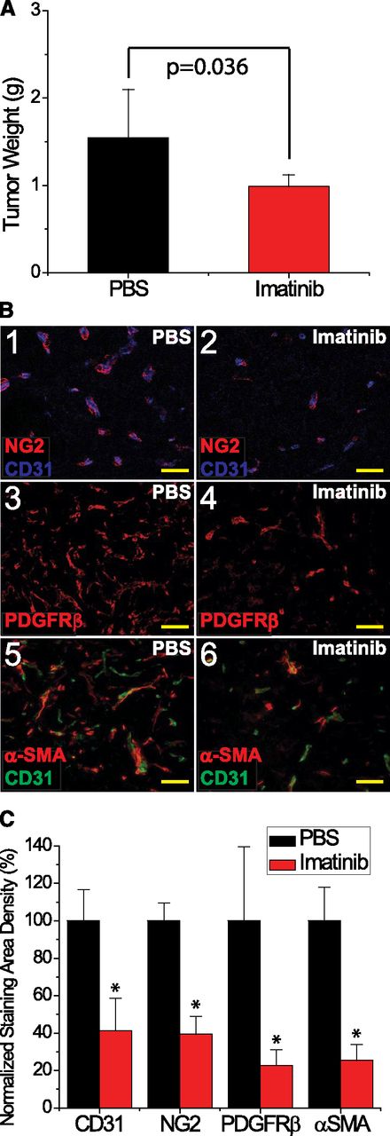 Figure 3. Imatinib treatment of murine EL4 tumors impaired growth, decreased pericyte coverage, and reduced vascularization. (A) Tumor weight (g) at the time of tissue harvest, comparing imatinib (red) vs PBS (black). (B) Analysis of pericytes with (1-2) NG2, (3-4) PDGFRβ, and (5-6) α-SMA staining, and CD31+ vessels in EL4 tumors, in response to either imatinib or PBS. (C) Microvessel density was quantified as CD31+ staining density, and normalized to the PBS control. Pericyte coverage was quantified as NG2+, PDGFRβ+, or α-SMA+ area and normalized to the PBS control. *P < .05. Scale bar, 50 μm.