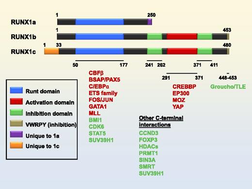 Figure 1. Three isoforms of RUNX1 and interacting proteins. Selected domains and isoform-specific regions indicated in key. Coactivator interaction partners are in red. Co-repressor interaction partners are in green. Numbering of domains refers to the RUNX1b isoform.