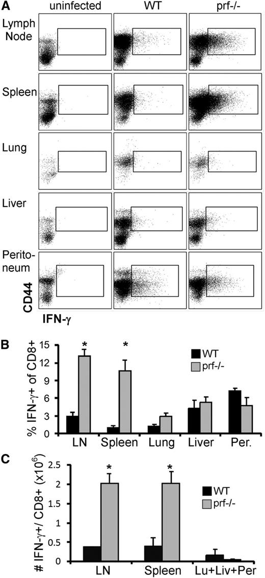 Figure 1. In vivo IFN-γ production by CD8+ T cells in various tissues from WT and prf−/− mice after LCMV infection. (A) Seven days after LCMV infection, CD8+ T cells producing IFN-γ in vivo were assessed by flow cytometry (fixed immediately ex vivo without additional stimulation; see “Methods”). Live gated, CD8+/CD4− cells are shown from each of the indicated tissues (lymph node represents mesenteric lymph nodes; peritoneum represents cells in the peritoneal cavity). (B) The percentage of CD8+ cells producing IFN-γ in vivo in the indicated tissue is displayed (minus any background staining seen in uninfected animals). (C) The absolute number of CD8+ cells producing IFN-γ in vivo in the indicated organ is displayed. The number plotted for lymph nodes is an extrapolation based on the estimate that the mesenteric lymph nodes represent 25% of all lymph nodes (ie, the number for all lymph nodes = mesenteric lymph nodes × 4). IFN-γ+ cells from lung, liver, and the peritoneal cavity are combined in the final bar graph in order to plot them on the same scale as lymphoid tissues. *P < .01, compared with the same tissue in WT mice. LN, lymph node; Per, peritoneal cavity; Lu, lung; Liv, liver.