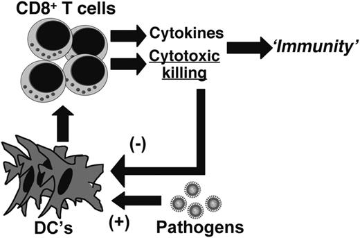 Figure 7. Perforin-mediated immune regulation is shown as a negative feedback loop. In response to pathogens, DCs prime, or initiate, T-cell responses. T-cell populations expand, differentiate, and direct successful resistance to infection. As cytotoxic CD8+ T-cell populations expand, they continue to interact with DCs (presumably in a reiterative fashion) and selectively eliminate those that continue to present infection-related antigens. This selective pruning of DC populations suppresses the principle driver of ongoing T-cell activation and expansion. Defects in this loop lead to the pathological overshooting of immune activation and the disorder known as HLH.