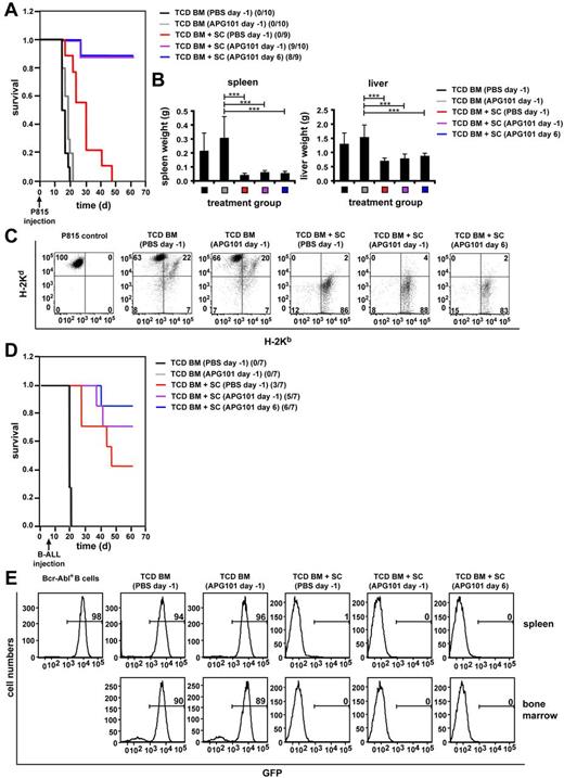 Figure 5. APG101 treatment does not prevent GVT activity. (A-E) Lethally irradiated B6D2F1 mice were transplanted with B6-derived TCD BM in the presence or absence of B6-derived spleen cells (SCs) and treated with PBS starting 1 day before transplantation (day −1) or APG101 starting 1 day before (day −1) or 6 days after (day 6) transplantation. P815 mastocytoma cells were coinjected on day 0 (A-C), whereas injection of GFP-expressing B-ALL cells was performed 7 days after transplantation (D-E). P815-injected mice were analyzed for survival (A) and surviving animals/total animals treated are noted. TCD BM+SC (PBS day −1) versus TCD BM+SC (APG101 day −1) ***P < .001; versus TCD BM+SC (APG101 day 6), ***P < .001. Spleen and liver weights (B) were determined either the day mice were killed because of their moribund state or at the end of the experiment (***P < .001). Tumor manifestation was also determined by flow cytometry of liver lymphocytes. (C) FACS analysis is shown for 1 representative mouse of at least 3 mice analyzed at the end of the experiment (for mice transplanted with TCD BM plus SCs and treated with APG101) or the day mice were killed because of their moribund state (for mice transplanted with TCD BM alone or TCD BM plus SCs and treated with PBS). (D) B-ALL injected mice were analyzed for survival and surviving animals/total animals treated are indicated. TCD BM+SC (PBS day−1) versus TCD BM+SC (APG101 day −1), P = .3ns; versus TCD BM+SC (APG101 day 6), P = .1ns. (E) Tumor manifestation by GFP-expression in bone marrow and spleen is shown by flow cytometry for 1 representative mouse of at least 3 mice analyzed either at the end of the experiment (for mice transplanted with TCD BM plus SCs and treated with APG101) or the day mice were killed because of their moribund state (for mice transplanted with TCD BM alone or TCD BM plus SCs and treated with PBS).