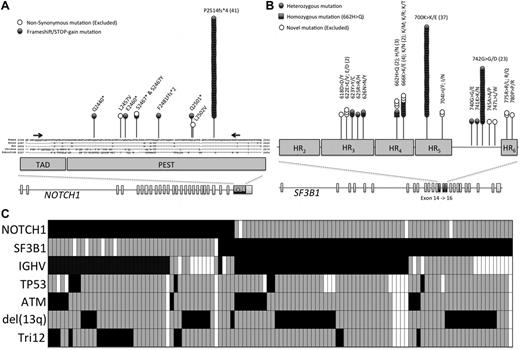Figure 1. NOTCH1 and SF3B1 mutational analysis in the LRF CLL4 patients. (A) The distribution of mutations in NOTCH1. The NOTCH1 gene contains 34 exons and encodes a protein with a C-terminal TAD-PEST domain, which is a hotspot for mutation in CLL. Part of exon 34 is magnified and the location of each mutation is shown, along with evolutionary conservation of amino acids. (B) The distribution of missense mutations in SF3B1. The SF3B1 gene contains 25 exons and encodes a protein with a C-terminal domain consisting of 22 HEAT domains. Exons 14, 15, and 16 are magnified and the location of each mutation is shown. (C) The mutual relationship between NOTCH1 and SF3B1 mutations and other gene lesions in CLL. Rows correspond to specific genes and columns represent individual patients (only patients with either a NOTCH1 or SF3B1 mutation are shown). Boxes colored black and gray show the presence or absence of a mutation of NOTCH1 or SF3B1, with deletion of 11q, deletion or mutation of TP53, an unmutated IGHV sequence, deletion of 13q, or the presence of trisomy 12. A white box denotes that no data were available.