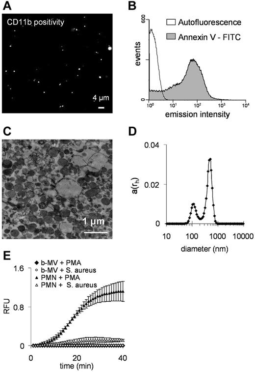 Figure 2. Characterization of PMN-derived MVs. (A) Fluorescence microscopy image of separated MVs. CD11b was marked with anti-CD11b R-PE conjugated monoclonal antibody. Original magnification is 630×. (B) Flow cytometry analysis of binding of FITC-conjugated annexin to phosphatidylserine. (C) Representative electron microscopic image of MVs. Original magnification is 10 000×. (D) Analysis of isolated MVs by dynamic light scattering. The x-axis is set to logarithmic scale, a(rh) denotes the coefficient of autocorrelation function of the scattered electric field. (E) Superoxide production of 106 PMNs or MVs derived from 107 PMNs stimulated by 100nM PMA (dots show mean of measured RFU ± SEM, n = 4).