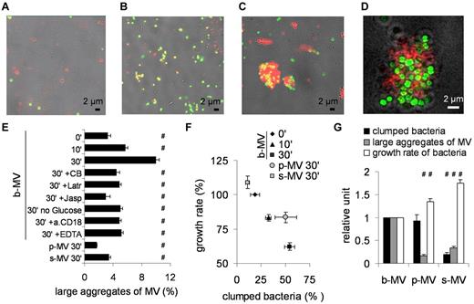 Figure 5. Potential mechanism of the antibacterial effect of b-MVs. (A-C) Representative transmission fluorescence microscopy images (of 35 similar ones from 4 experiments) about coincubation of b-MVs with opsonized S aureus at time points 0 (A), 10 minutes (B), and 30 minutes (C). Red marks indicate CD11b-positivity and green marks show GFP-expressing S aureus. (D) Confocal microscopy image of a representative clump (35 areas of interest were investigated from 4 experiments). Z-axis was 1 μm. Red and green marks are the same as described. (E) Statistical analysis of images taken from 4 independent experiments. Means were made on each sample by 3 individual investigators, and averaged. On the x-axis the ratio of bacteria and CD11b-positive, at least 1.5-μm wide aggregates to all CD11b-positive events is presented. Concentration of inhibitors is the same as detailed in Figure 4. Error bars show SEM, n = 4; #P < .05. (F) Relation of growth rate to the ratio of clumped bacteria (bacteria within CD11b-positive environment compared with all bacteria). Error bars represent SEM, n = 4. (G) Graphic representation of the proportion of clumped bacteria, large aggregates, and growth rate of bacteria in the presence of 3 different MV preparations. Error bars represent SEM, n = 4.