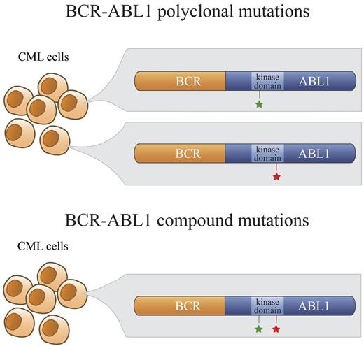 Figure 1. Polyclonal versus compound mutations. In a subset of patients who develop clinical resistance to ABL1 TKIs, more than 1 point mutation in the kinase domain of BCR-ABL1 is detectable by direct sequencing. In the case of polyclonal mutations, these BCR-ABL1 mutations (green and red stars; top panel) exist separately in different clones. In contrast, BCR-ABL1 compound mutants exhibit 2 mutations within the same BCR-ABL1 molecule (green and red stars; bottom panel).