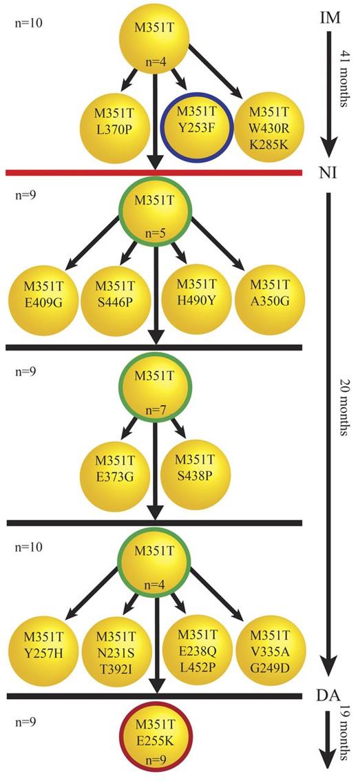 Figure 3. Successive acquisition of mutations. Five serial samples were available for patient CML#19. The clones with thick circles represent the mutations detected by direct sequencing. The number of sequenced clones for each sample is shown on the left. The number of each mutated clone is shown inside each clone unless it was detected only once. The unmutated or independent low-level mutant clones are not shown here. M351T and Y253F were detected by direct sequencing in the first sample under imatinib (IM) therapy (41 months). Cloning and sequencing confirmed M351T/Y253F as a compound mutation but also revealed other low-level clones presumably derived from M351T that were undetectable by direct sequencing. The red line indicates a 30-month gap between stoppage of imatinib therapy and start of nilotinib (NI) therapy, during which time the patient was treated with homoharringtonine. Direct sequencing in the next 3 samples taken after the start of nilotinib therapy detected only M351T. Similar to the first sample, cloning and sequencing revealed add-on compound mutants derived from M351T not detected by direct sequencing. An E255K/M351T compound mutation was first observed under dasatinib (DA) therapy. E255K/M351T was the only mutation detected in the last sample, and was evident by direct sequencing and the more sensitive cloning and sequencing method. M351T/E255K developed along with resistance to dasatinib in this patient. The patient's disease progressed to blast crisis a few months after detection of M351T/E255K and loss of response to dasatinib.