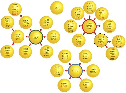 Figure 4. Simultaneous evolution of compound mutant clones at comparable levels. Cloning and sequencing of 55 colonies for CML#14 revealed a complex pattern of compound mutations. There were at least 3 major classes of clones (F359V/T315I, K294K/M351T/V299L, and E355G) and their derivatives, which formed the majority of the BCR-ABL1 clones in this sample. The thick red, green, and blue circles represent 11, 6, and 14 clones, respectively. The dotted circle represents a clone that was not detected but was expected to be the parent of the 2 observed clones. The remaining circles represent clones detected a single time. These single clone results should be interpreted with caution because PCR error can never be rigorously excluded. Silent mutations are labeled in red. There is a marked increase in the proportion of silent mutations as clones acquire additional mutations. One clone presumably destined for immediate elimination has a stop mutation (E355G/Q300Stop) expected to abolish kinase activity in the middle of the kinase domain.
