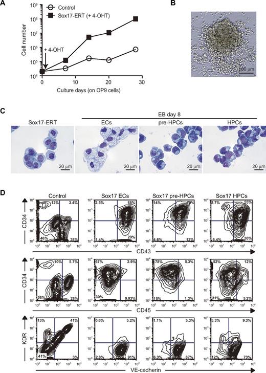 Figure 2. Sox17 promotes the expansion of CD34+CD43+CD45−/low cells. (A) Growth curve of ECs from day 6 EBs that were transduced with a Sox17-ERT or a control retrovirus. ECs (2 × 104) were transduced with the indicated retrovirus on OP9 cells and cultured in the presence of 20 ng/mL of SCF and TPO and 200nM 4-OHT. The absolute numbers of cells were determined and plotted. Representative data from repeated experiments are shown. (B) Appearance of a representative colony generated by Sox17-overexpressing cells in panel A observed under an inverted microscope. Images were collected using BIOREVO BZ-9000 (KEYENCE) with CFI Plan Fluor ELWD DM 20×C (Nikon). (C) Typical cell morphology of Sox17-overexpressing cells in panel A. Sorted cells were cytospun onto glass slides and observed after Wright-Giemsa staining. ECs, pre-HPCs, and HPCs from day 8 EBs served as controls. Images were collected using BIOREVO BZ-9000 (KEYENCE) with CFI Plan ApoVC 100×H (Nikon). (D) Flow cytometric analysis of expanded cells on overexpression of Sox17. ECs from day 6 EBs and pre-HPCs and HPCs from day 8 EBs were transduced with a Sox17-ERT or a control retrovirus cultured on OP9 in the presence of 20 ng/mL of SCF and TPO and 200nM 4-OHT for 10-15 days and then analyzed for their immunophenotypes.