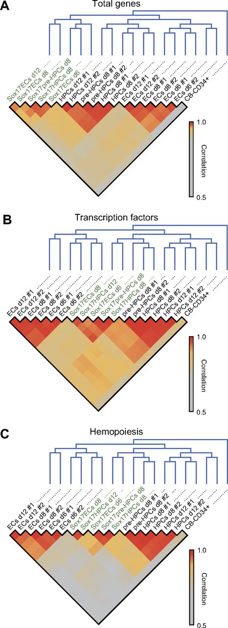 Figure 3. CD34+CD43+CD45−/low cells expanded on overexpression of Sox17 developmentally place between ECs and pre-HPCs/HPCs. Gene-expression patterns of wild-type and Sox17-overexpressing cells obtained in microarray analyses were clustered using hierarchical clustering. The distance between 2 samples was defined with the Pearson correlation using total genes (A) or certain probes selected from the GO database (B-C). “Transcription factor” represents genes that are located in the nucleus and have at least 1 of the GO terms “regulation of transcription, DNA-dependent,” “transcription factor activity,” or “transcription factor complex” (B). “Hemopoiesis” represents genes that are annotated with the GO terms “hemopoiesis,” “vasculogenesis,” “erythrocyte differentiation,” “erythrocyte maturation,” and/or “erythrocyte development” (C). The color of each cell represents the value of correlation indicated on the right side of the matrix.