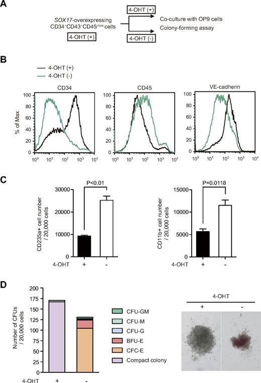 Figure 4. CD34+CD43+CD45−/low cells expanded on overexpression of Sox17 retain hemogenic potential. (A) Experimental design to evaluate effects of withdrawal of 4-OHT on Sox17-overexpressing cells. ECs from day 6 EBs transduced with a Sox17-ERT retrovirus were cultured in the presence of 20 ng/mL of SCF and TPO and 200nM 4-OHT for 15 days. Then, the cells were subjected to coculture with OP9 cells and colony-forming assays. For coculture with OP9 cells, the cells were replated onto OP9 cells and cultured in the presence of 20 ng/mL of SCF and TPO, 10 ng/mL of IL-3, and 3 units/mL of erythropoietin with and without 4-oht. at day 7 of culture, the cells were analyzed for their immunophenotypes by Flow cytometry. For colony-forming assays, the cells were replated in methylcellulose in the presence of 20 ng/mL of SCF, 10 ng/mL of TPO and IL-3, and 3 units/mL erythropoietin with and without 4-OHT. At day 12 of culture, the colonies were counted. (B) Representative flow cytometric profiles of cells overexpressing Sox17-ERT before and after depletion of 4-OHT. (C) The absolute numbers of CD235+ erythroblasts and CD11b+ myeloid cells in culture at 7 days after depletion of 4-OHT. Data are shown as the means ± SD for triplicate cultures. (D) Ability of Sox17-ERT–overexpressing cells to form hematopoietic colonies in methylcellulose cultures with or without 4-OHT. The numbers of CFUs in culture are presented (left panel). CFU-GM, CFU-M, CFU-G, BFU-E, and CFU-E indicate CFU-granulocyte-macrophage, CFU-macrophage, CFU-granulocyte, burst-forming unit-erythroid, and colony-forming unit-erythroid, respectively. Compact colonies indicate colonies composed by HE cell–like cells. The appearance of a representative compact colony and an erythroid colony observed under an inverted microscope is depicted (right panel).